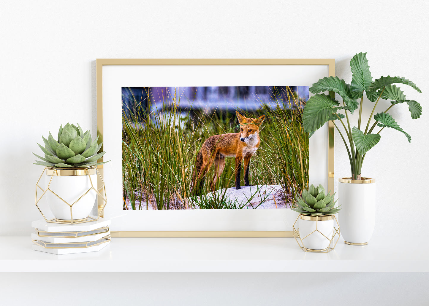 Fox on the Beach