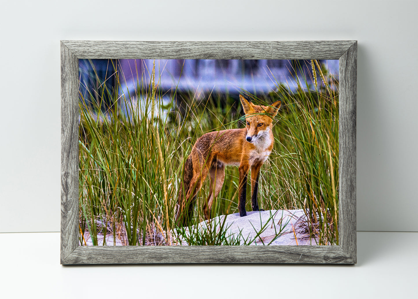 Fox on the Beach