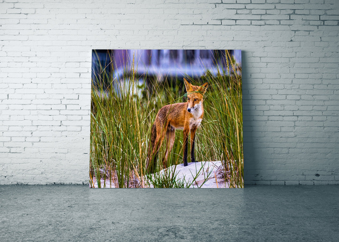 Fox on the Beach