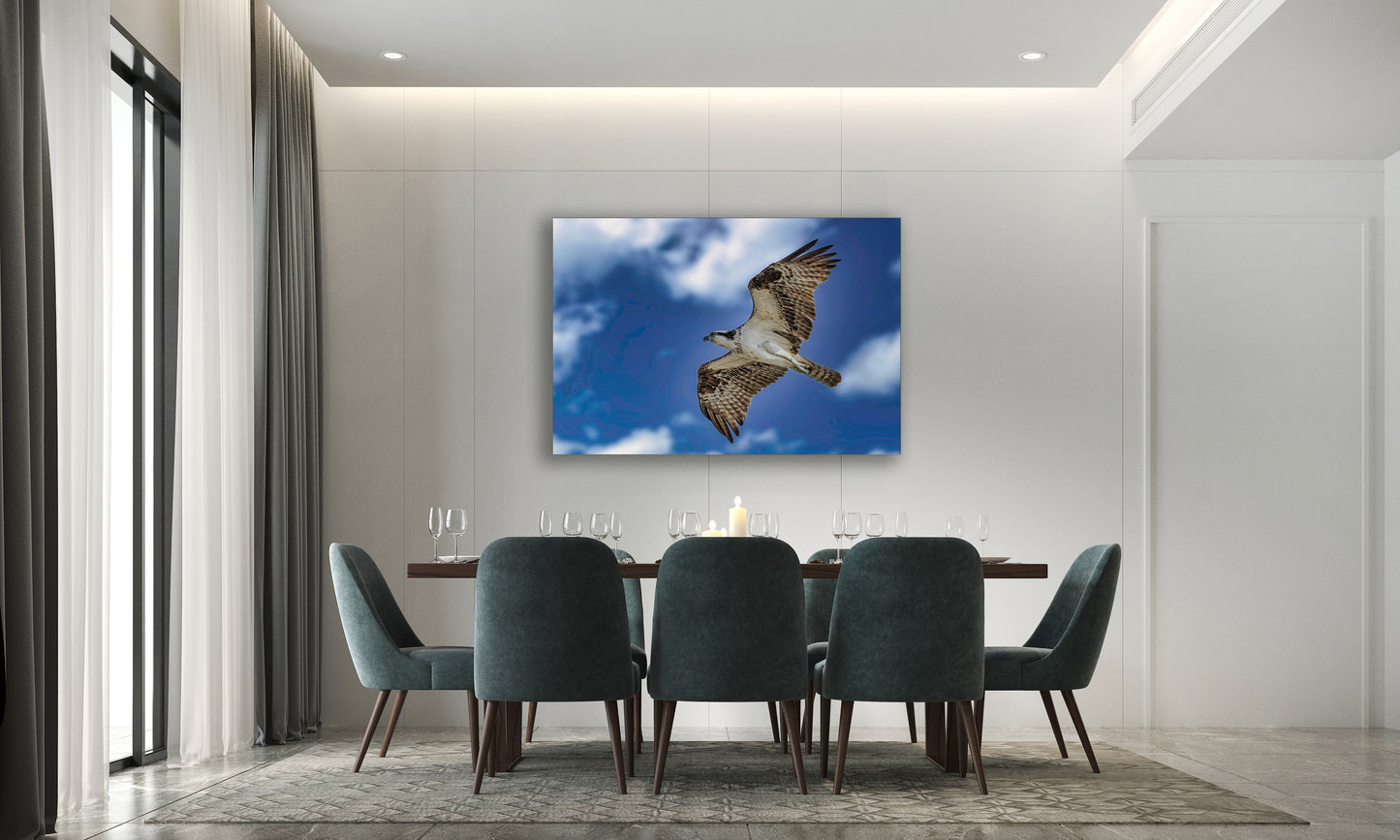 Águila pescadora de Ocean City