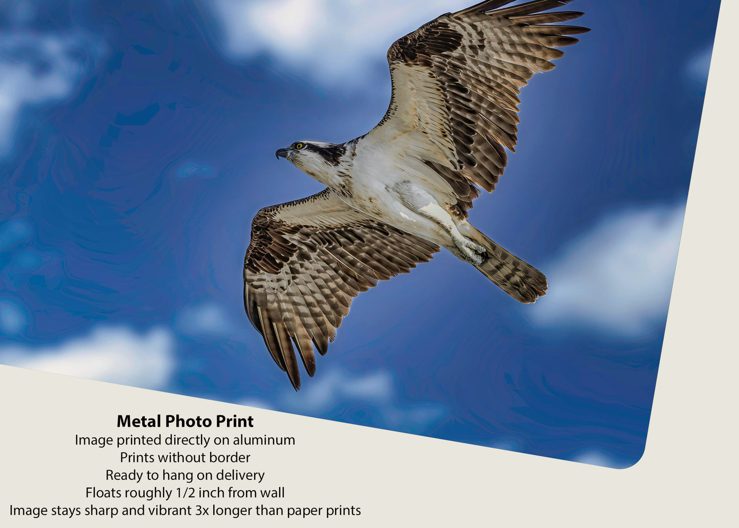 Águila pescadora de Ocean City