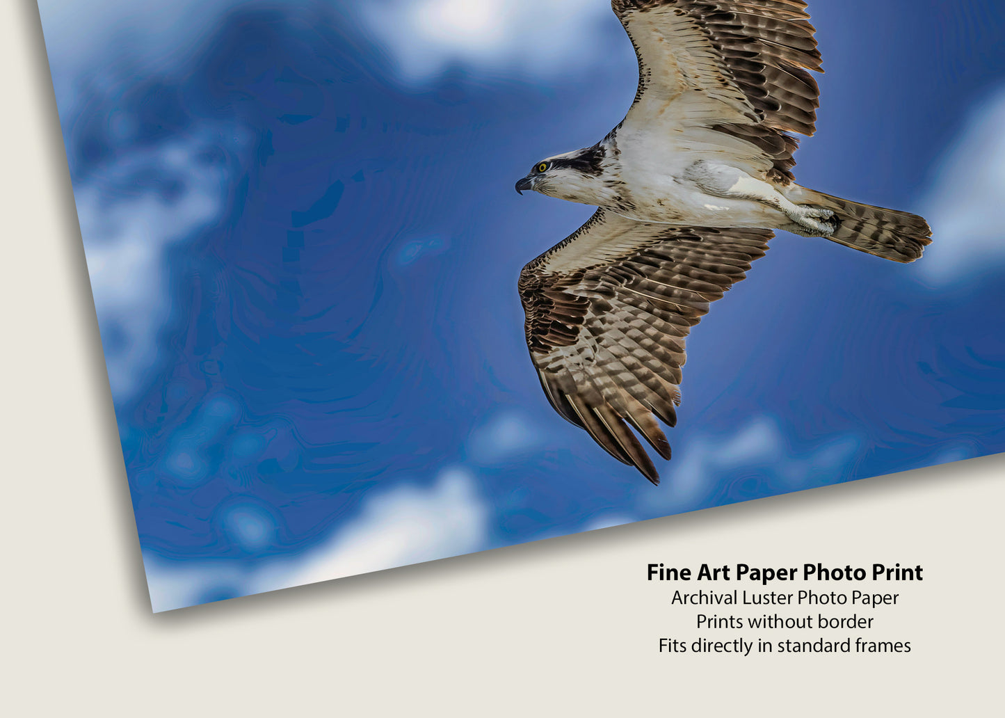 Águila pescadora de Ocean City