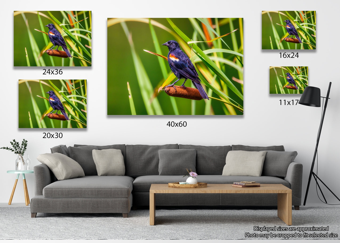 Alas rojas y espadañas