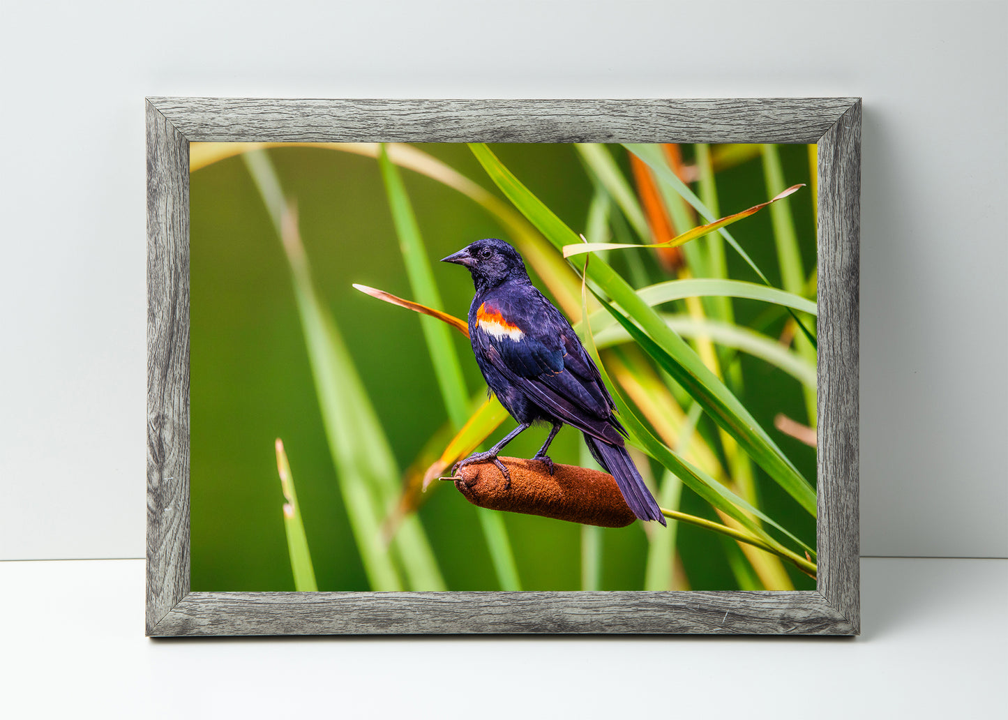 Alas rojas y espadañas