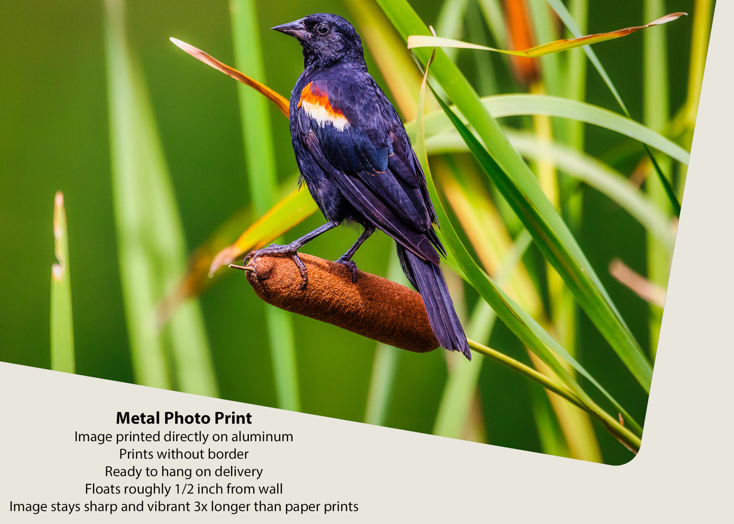 Alas rojas y espadañas