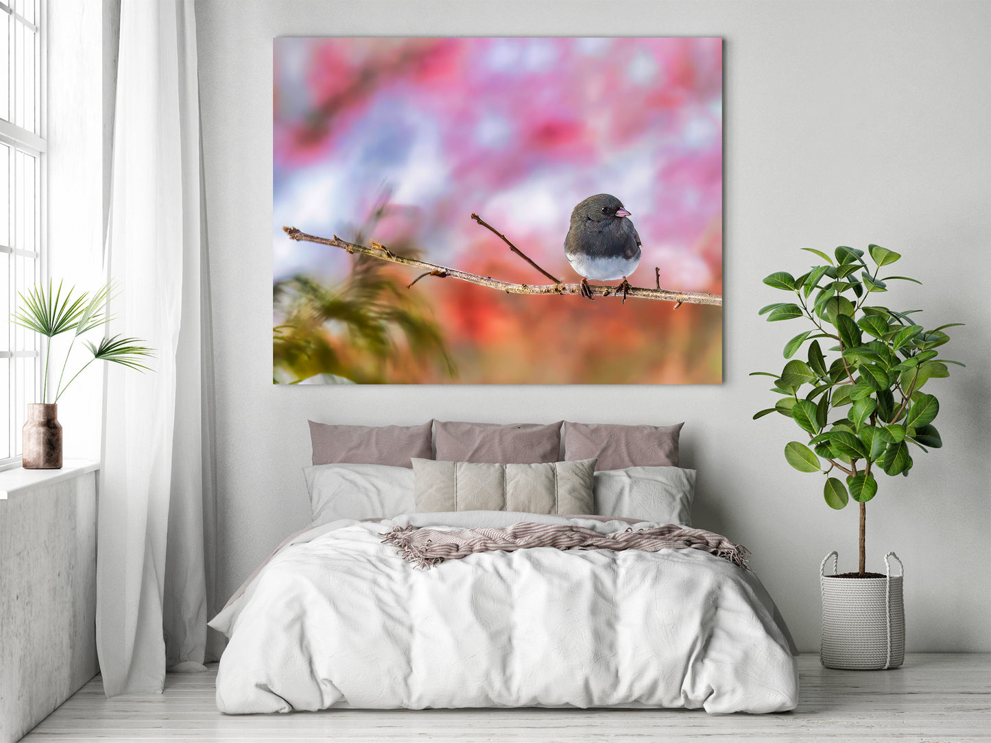 Dark-eyed Junco against a Great-o Pink Background