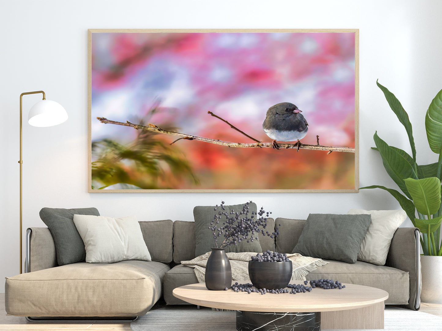 Dark-eyed Junco against a Great-o Pink Background