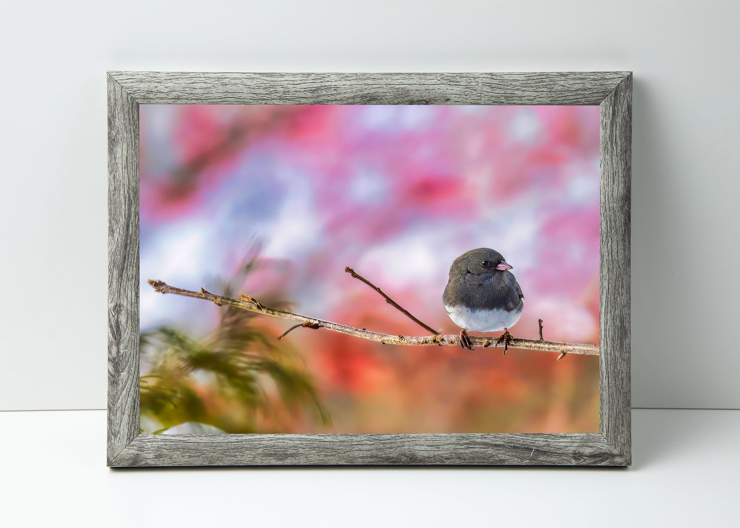 Dark-eyed Junco against a Great-o Pink Background