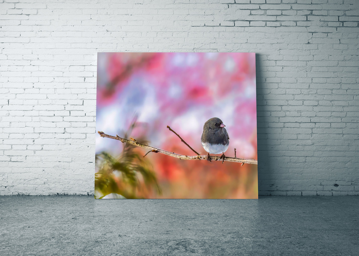Dark-eyed Junco against a Great-o Pink Background