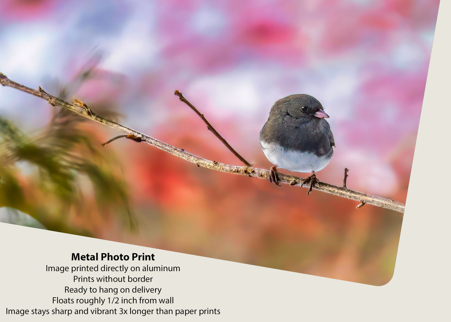 Dark-eyed Junco against a Great-o Pink Background