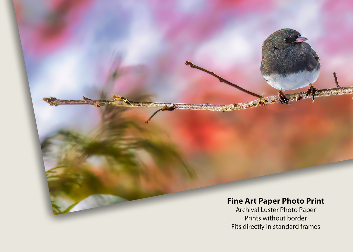 Dark-eyed Junco against a Great-o Pink Background