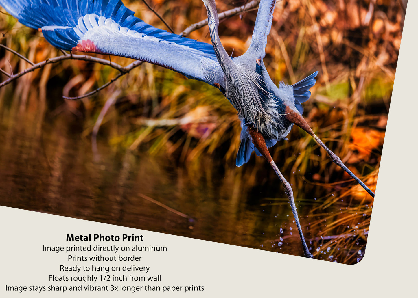 No Time to Pose, Gotta Fly