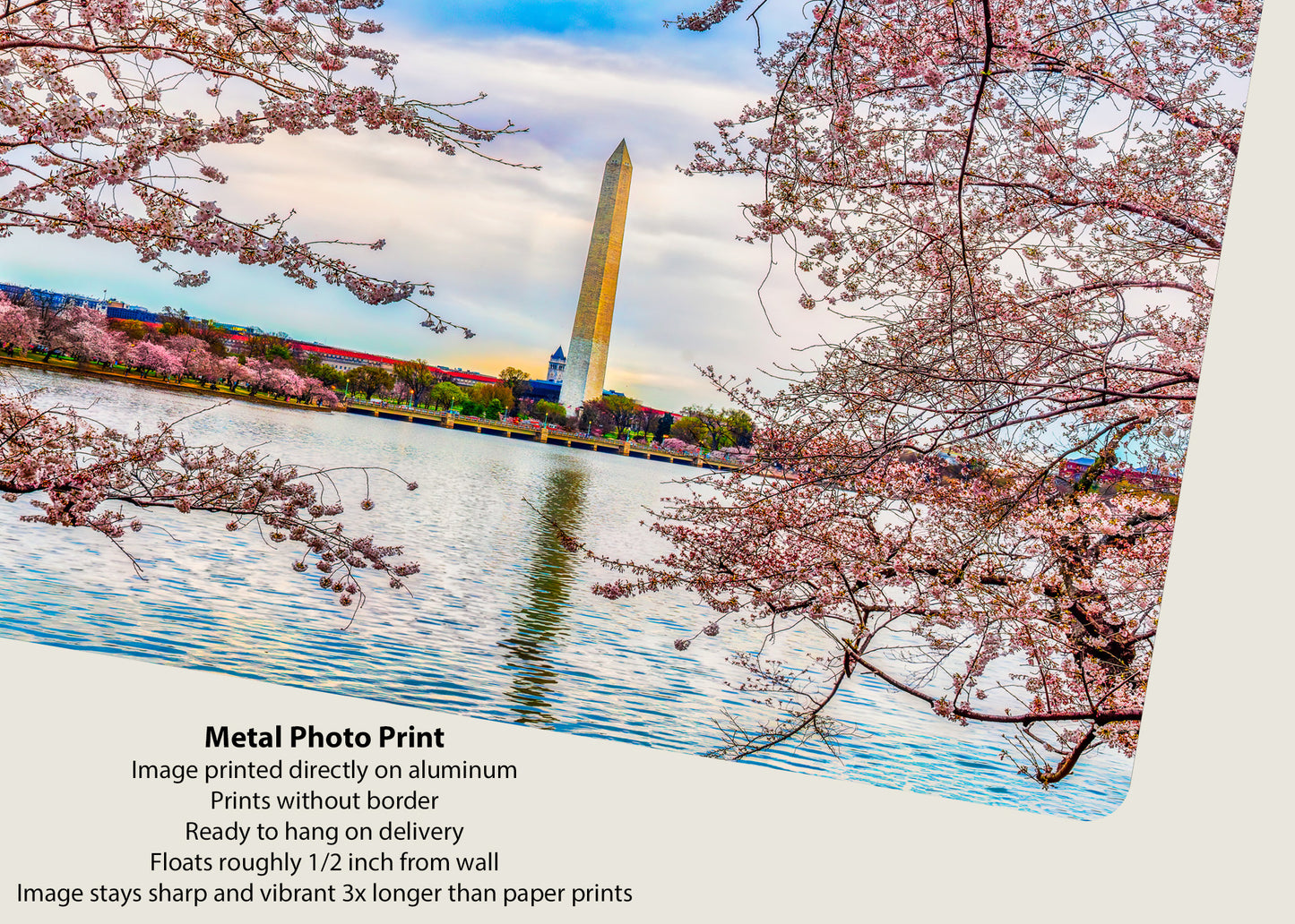 El Monumento a Washington entre los cerezos en flor