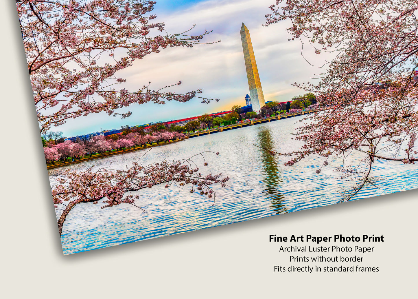 El Monumento a Washington entre los cerezos en flor