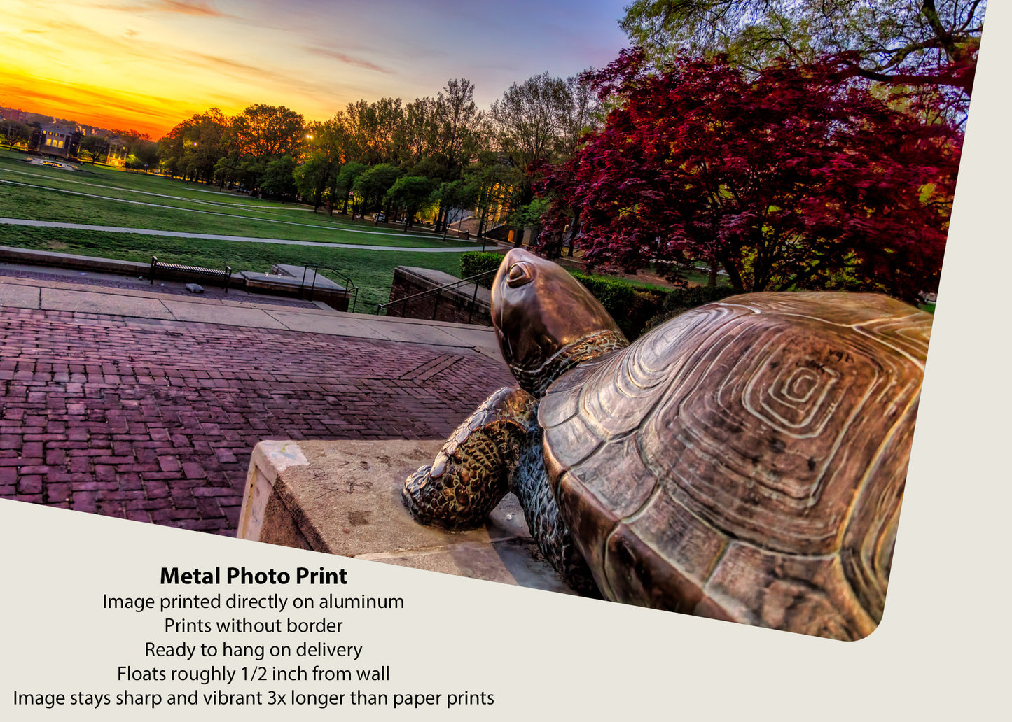 Testudo at Sunrise