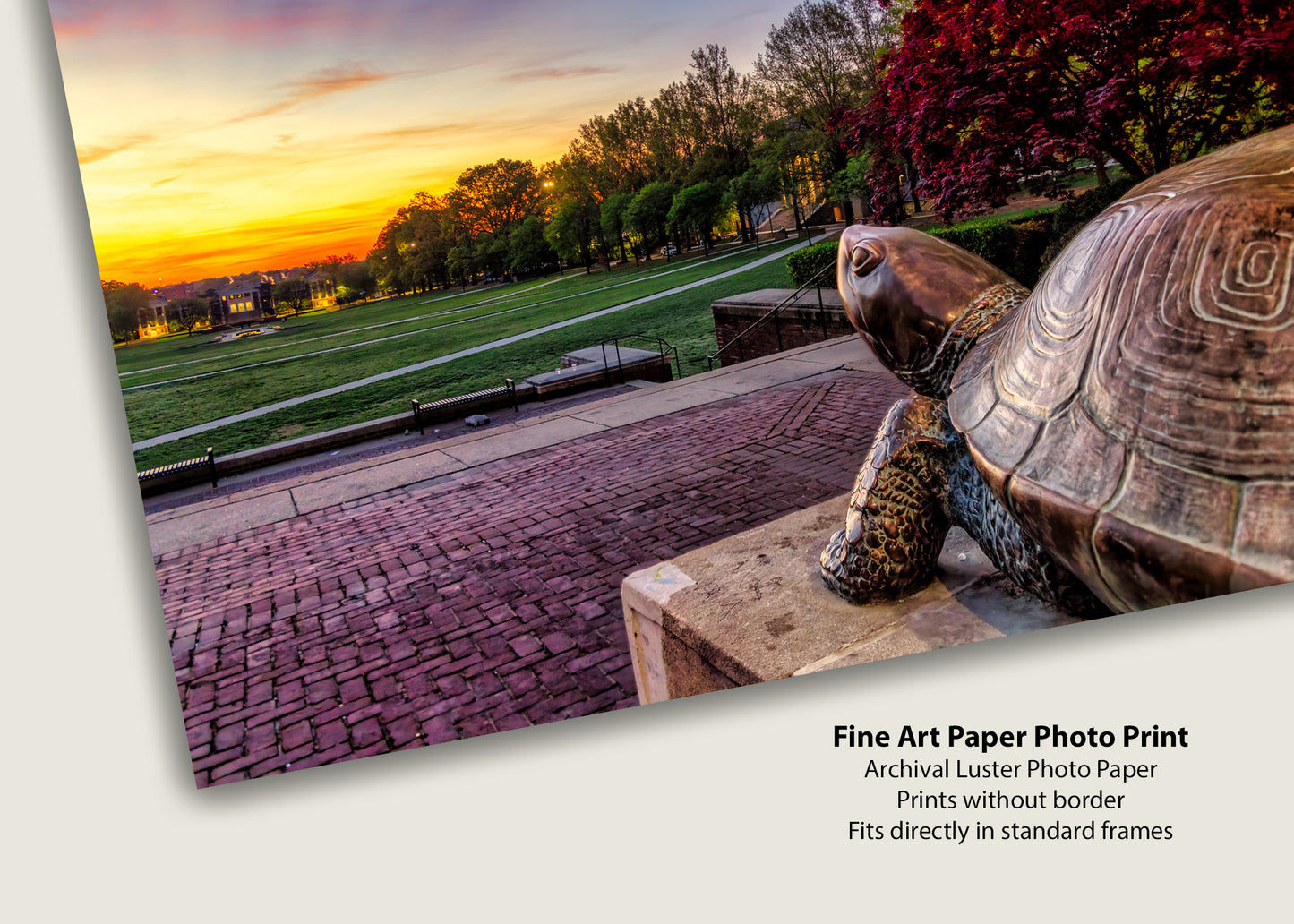 Testudo at Sunrise