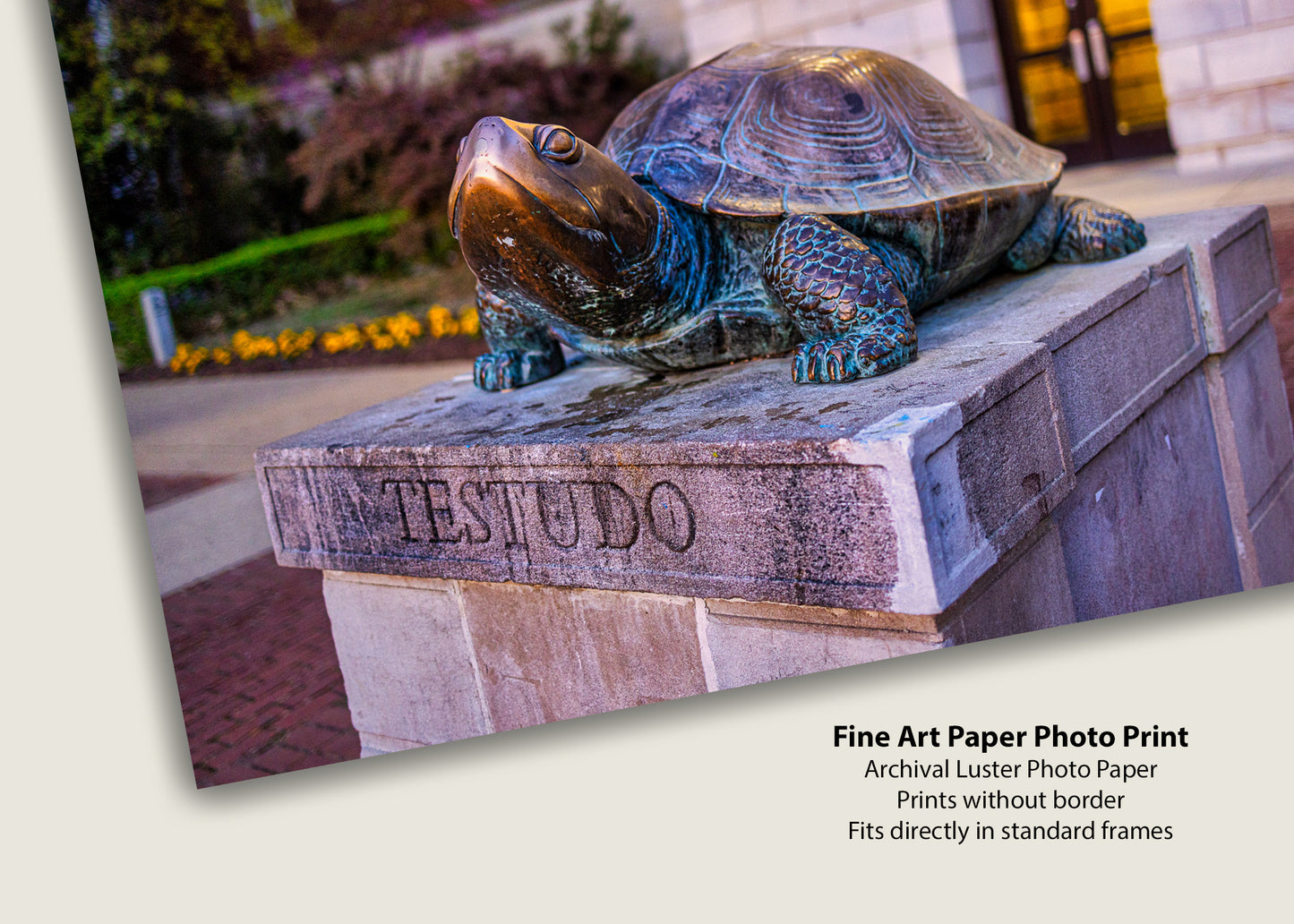 Testudo Statue