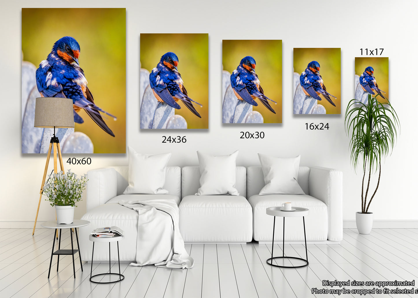 Ruffled Barn Swallow