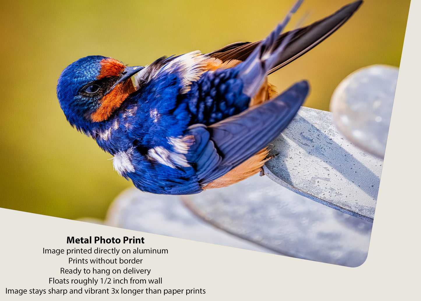 Ruffled Barn Swallow