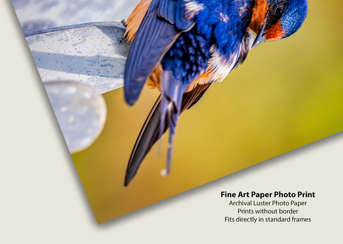 Ruffled Barn Swallow
