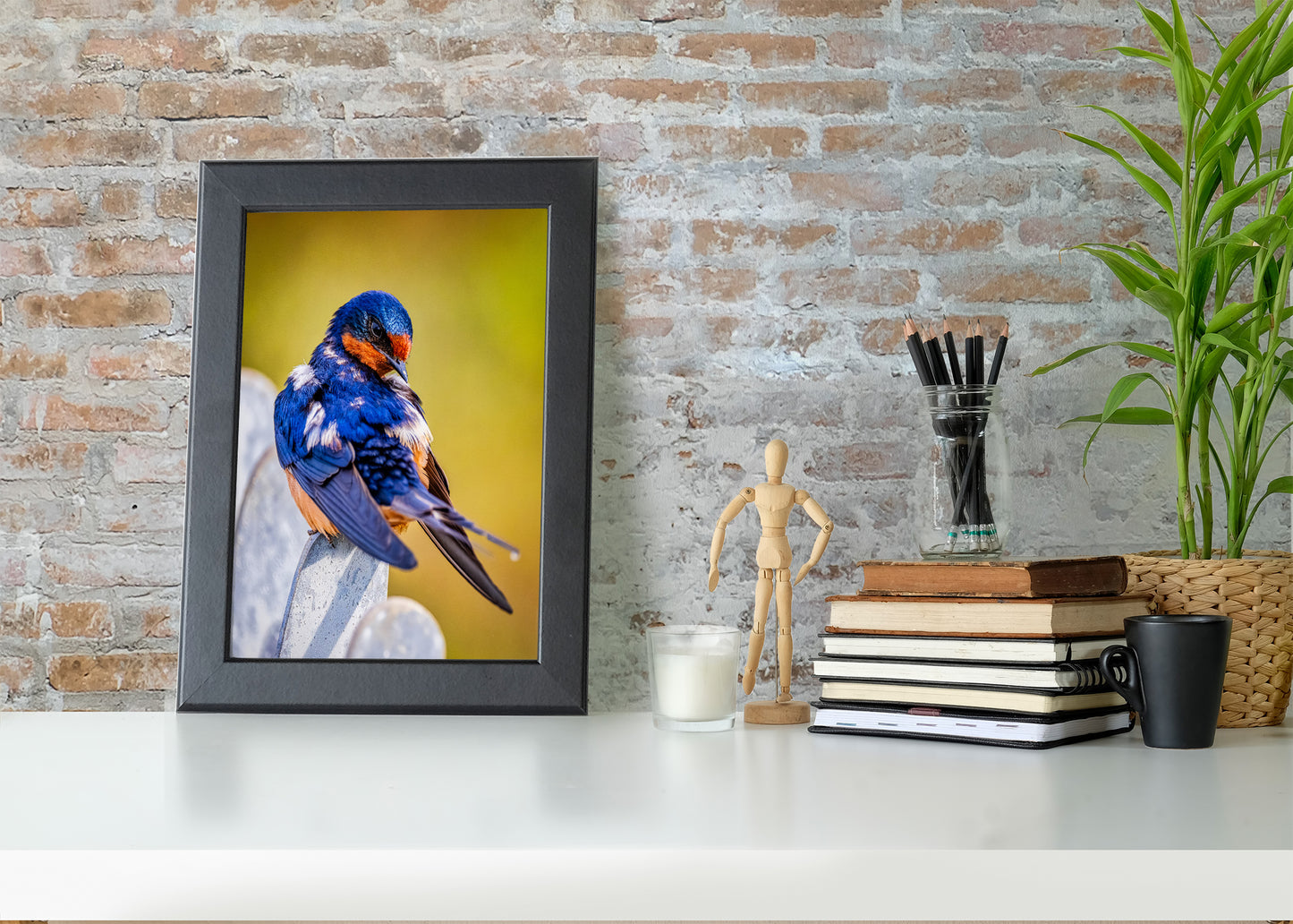 Ruffled Barn Swallow