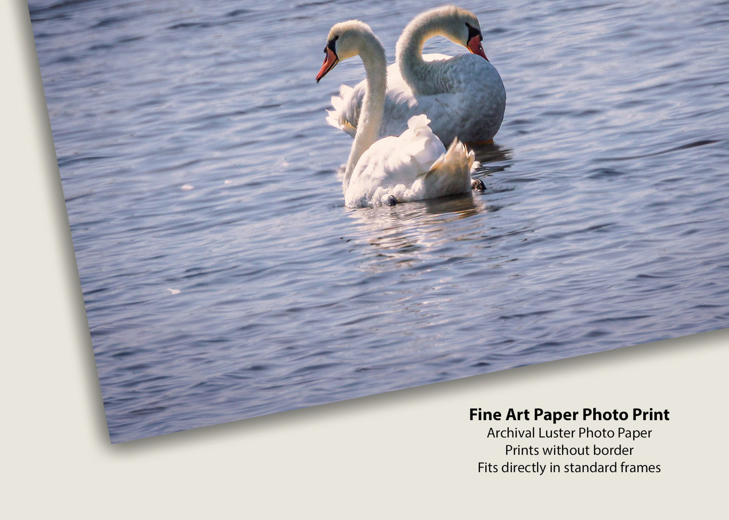 Inside You There Are Two Swans