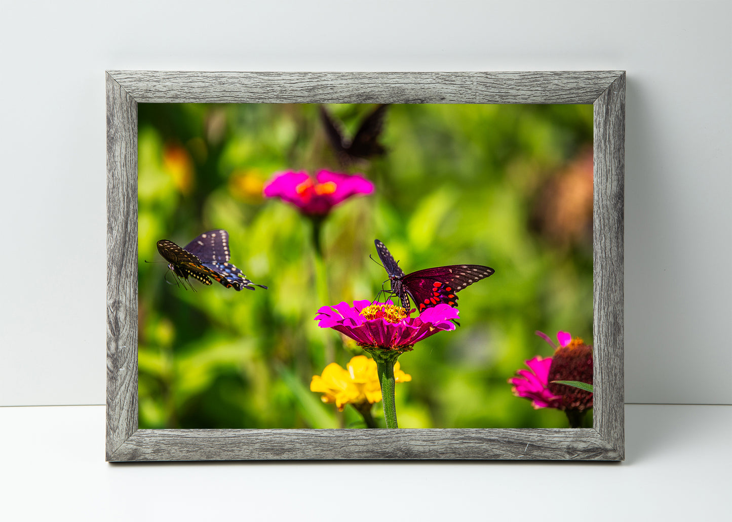 Three Black Swallowtails