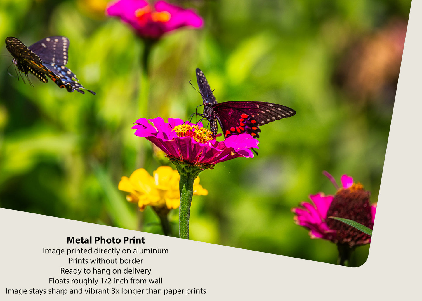 Three Black Swallowtails