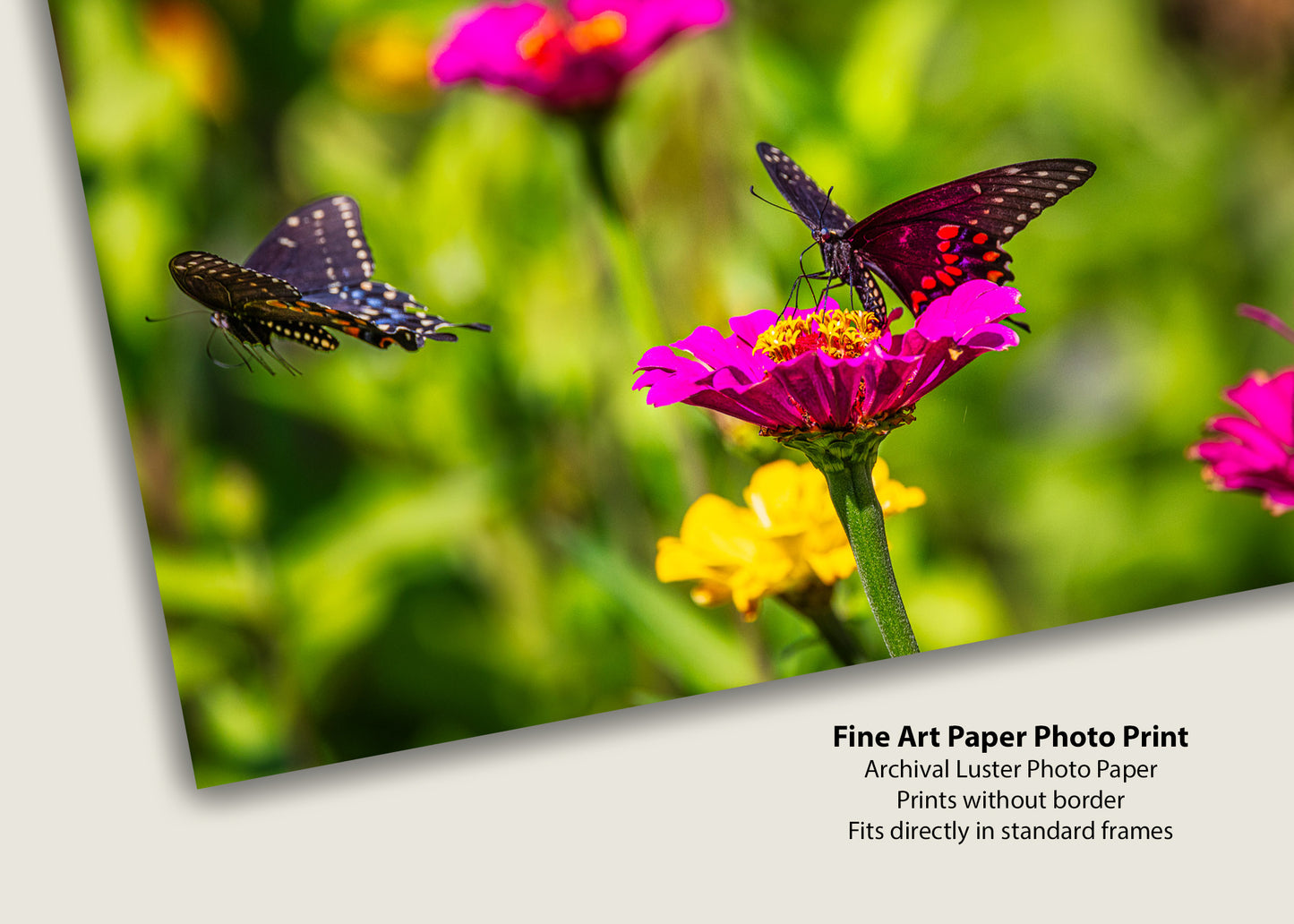 Three Black Swallowtails