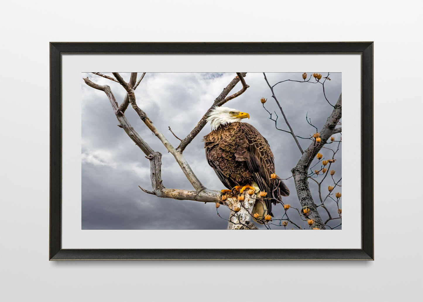 Águila calva posada