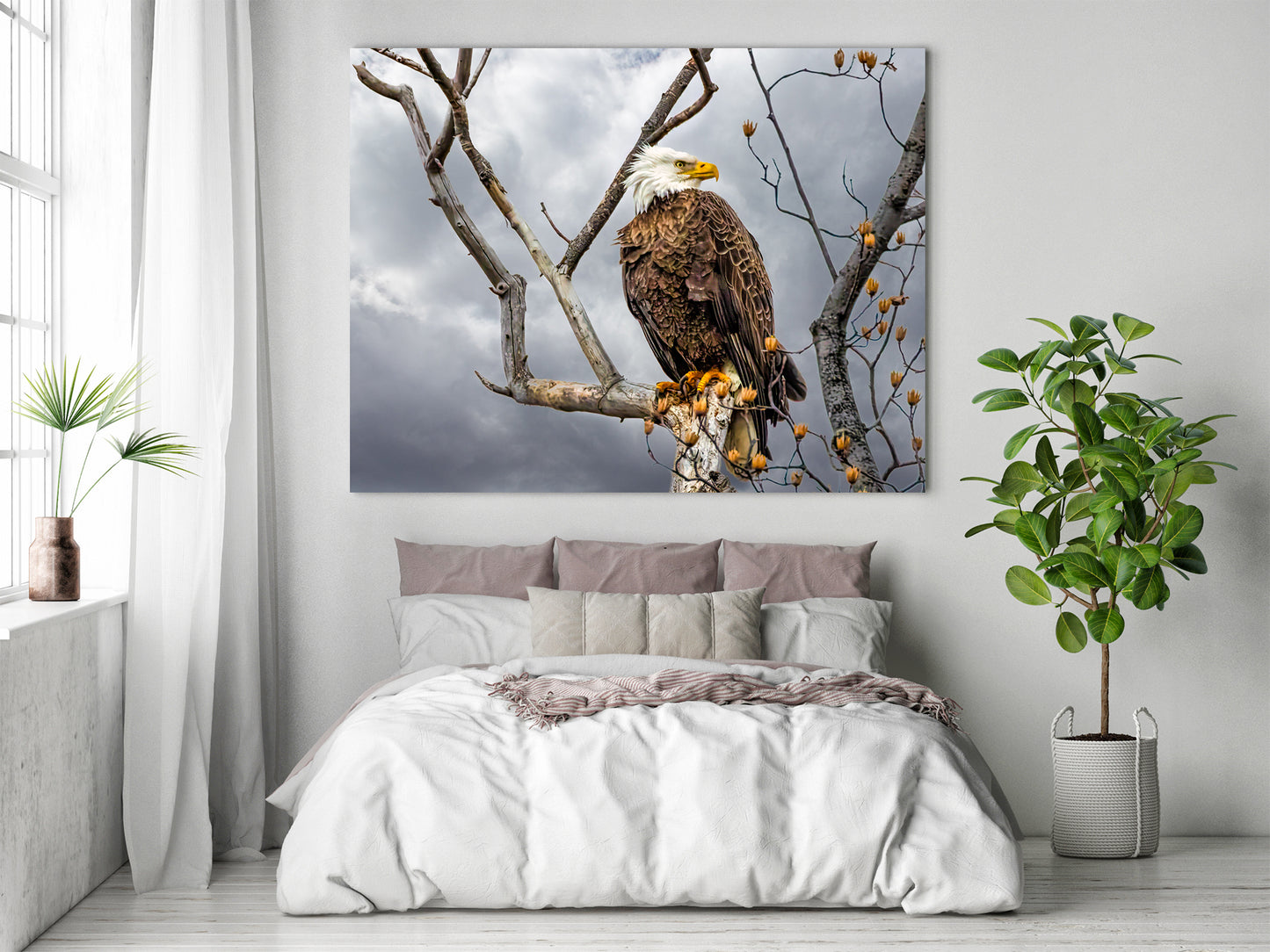 Águila calva posada