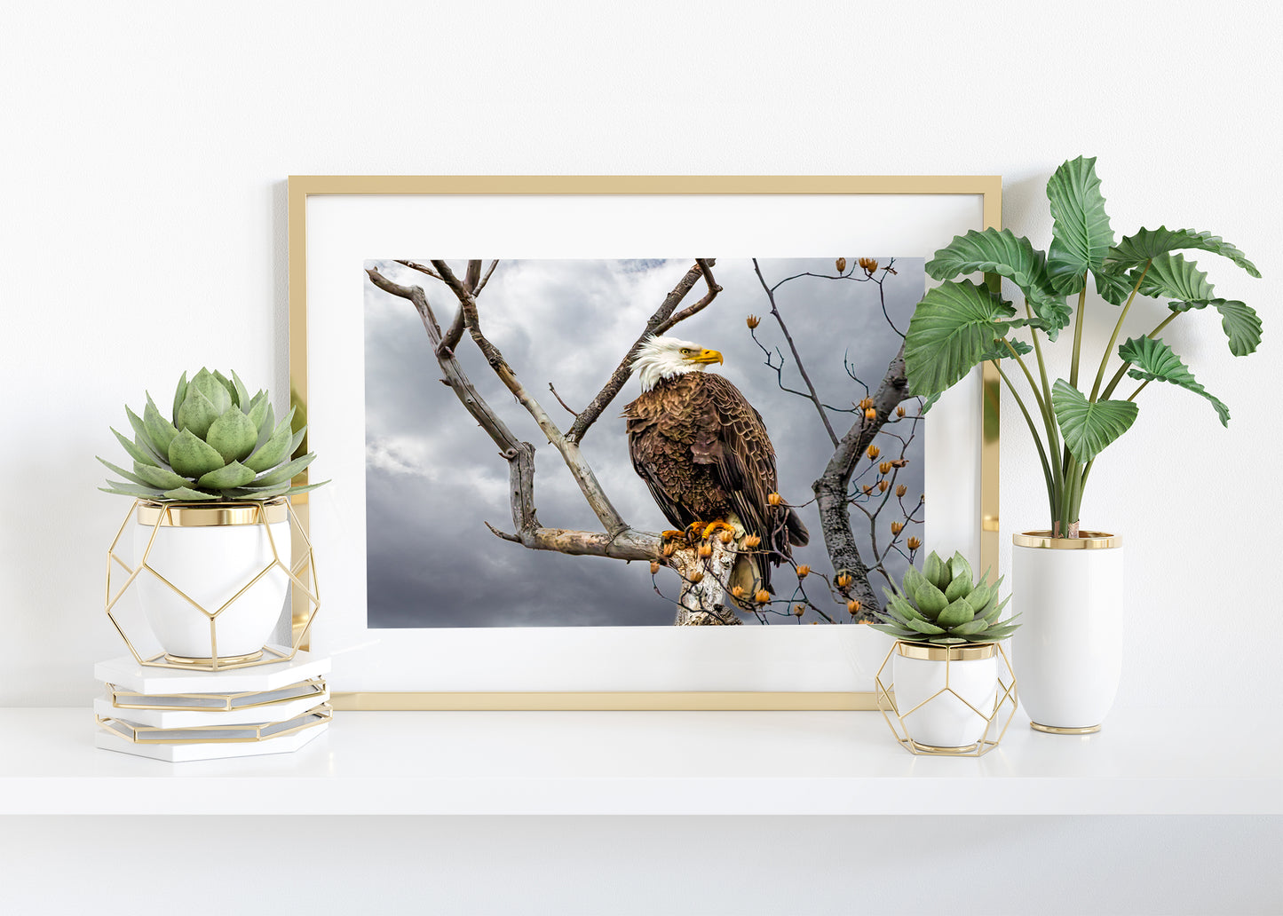 Águila calva posada
