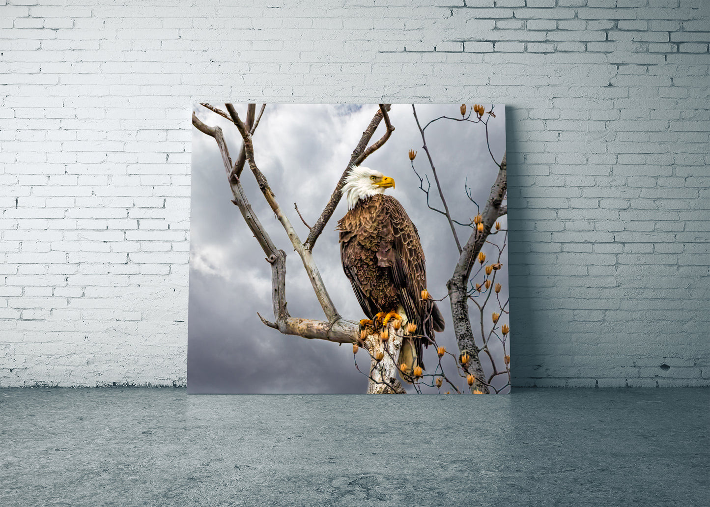Águila calva posada