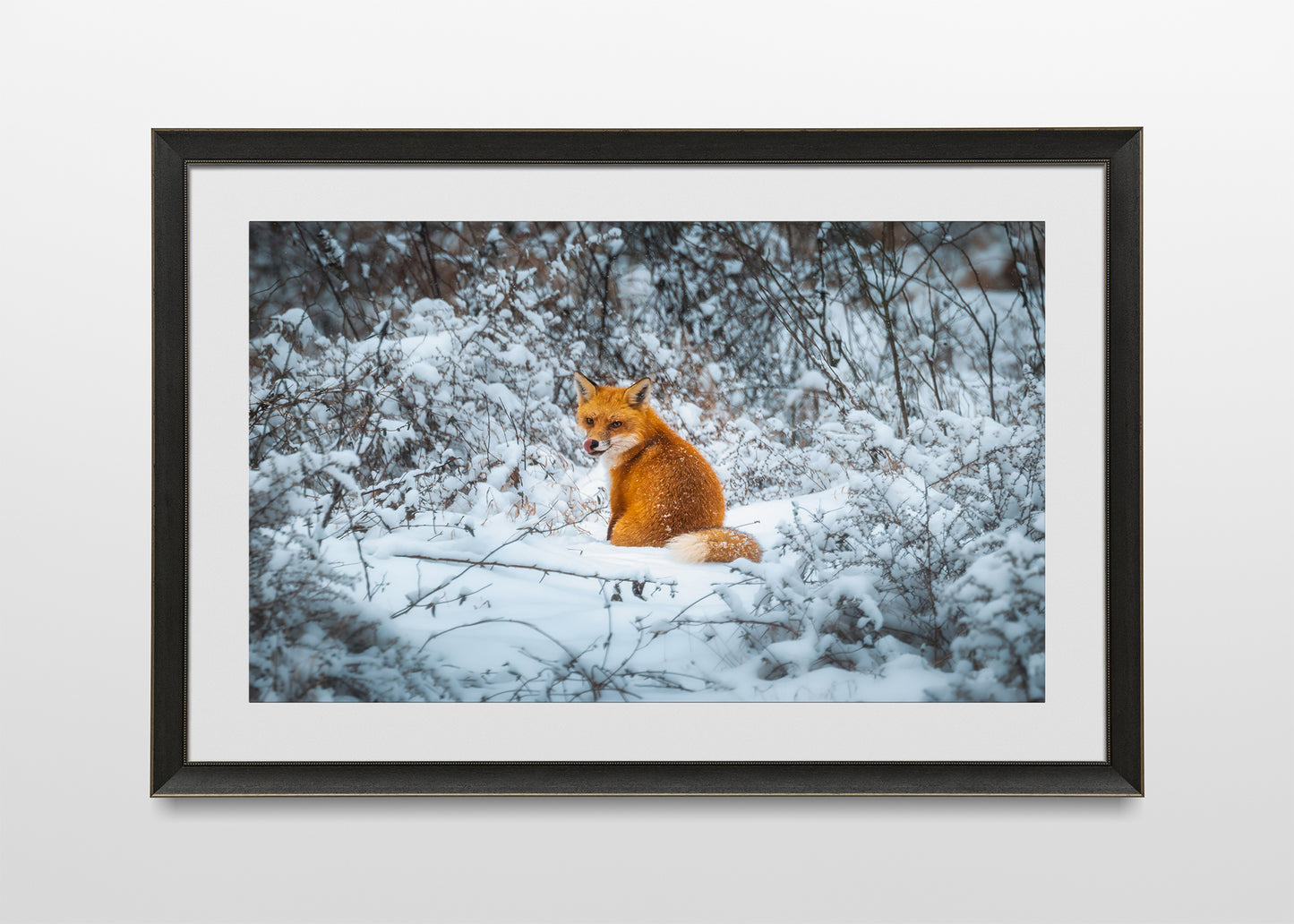 Fox in the Snow