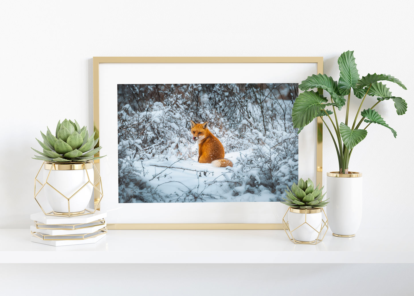 Fox in the Snow