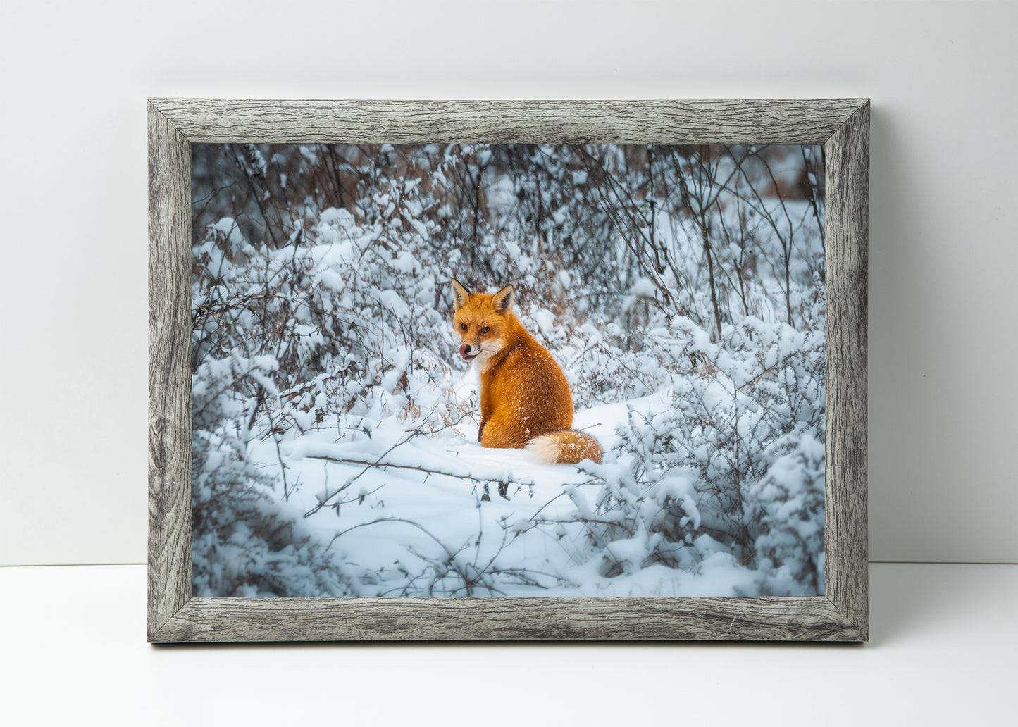 Fox in the Snow