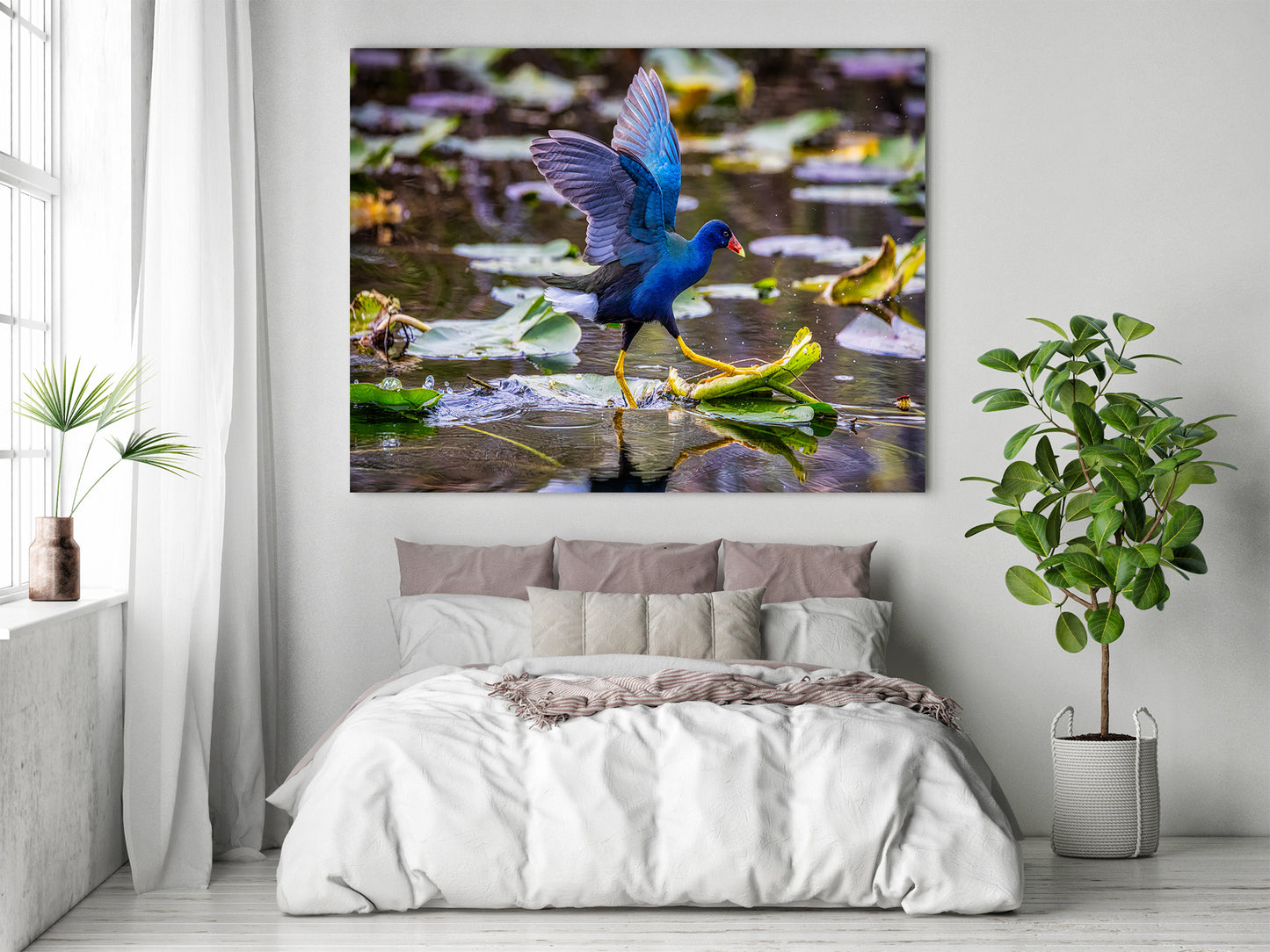 El galope de la gallinula