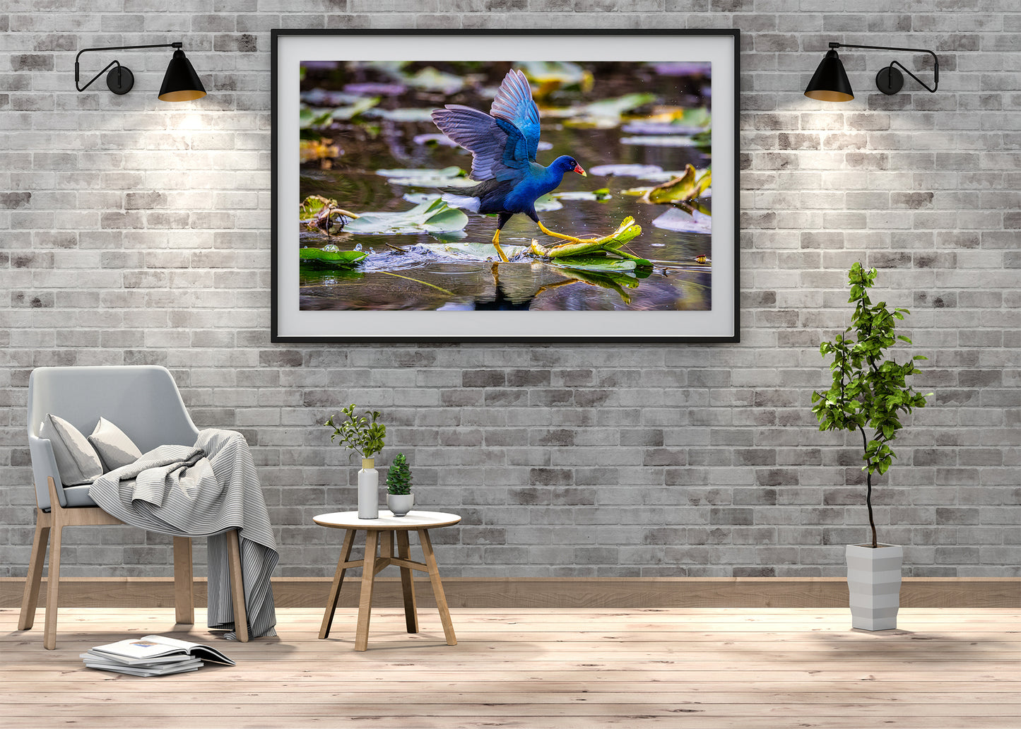 El galope de la gallinula