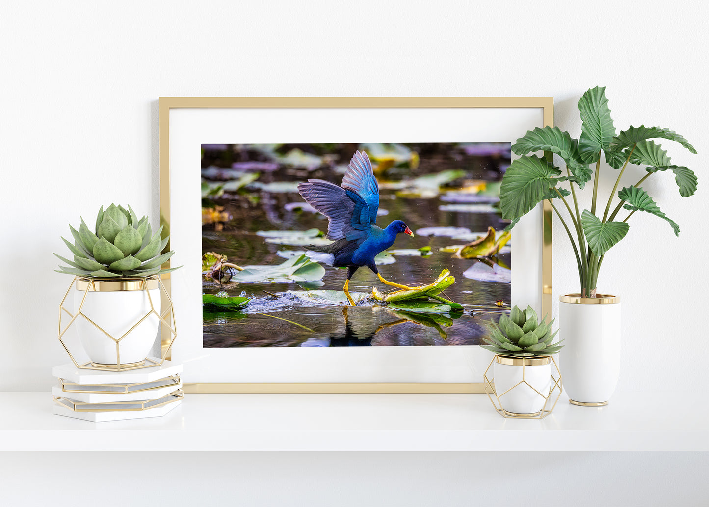 El galope de la gallinula