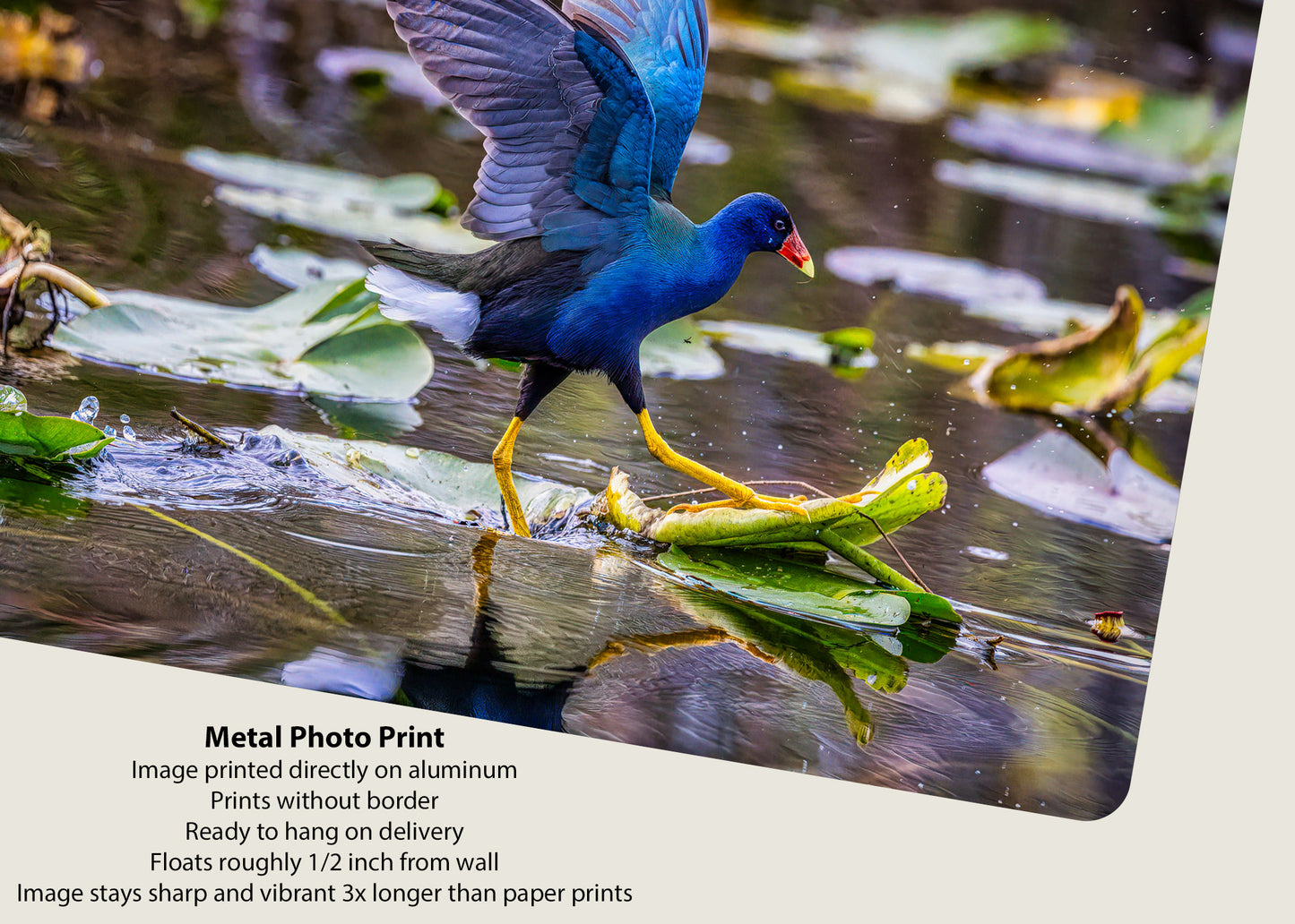 El galope de la gallinula