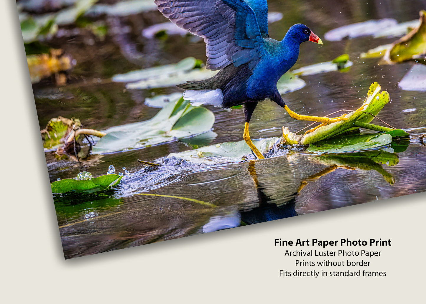 El galope de la gallinula