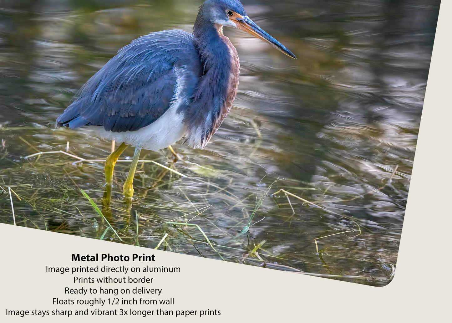 Polycolor Image of a Tricolor Heron