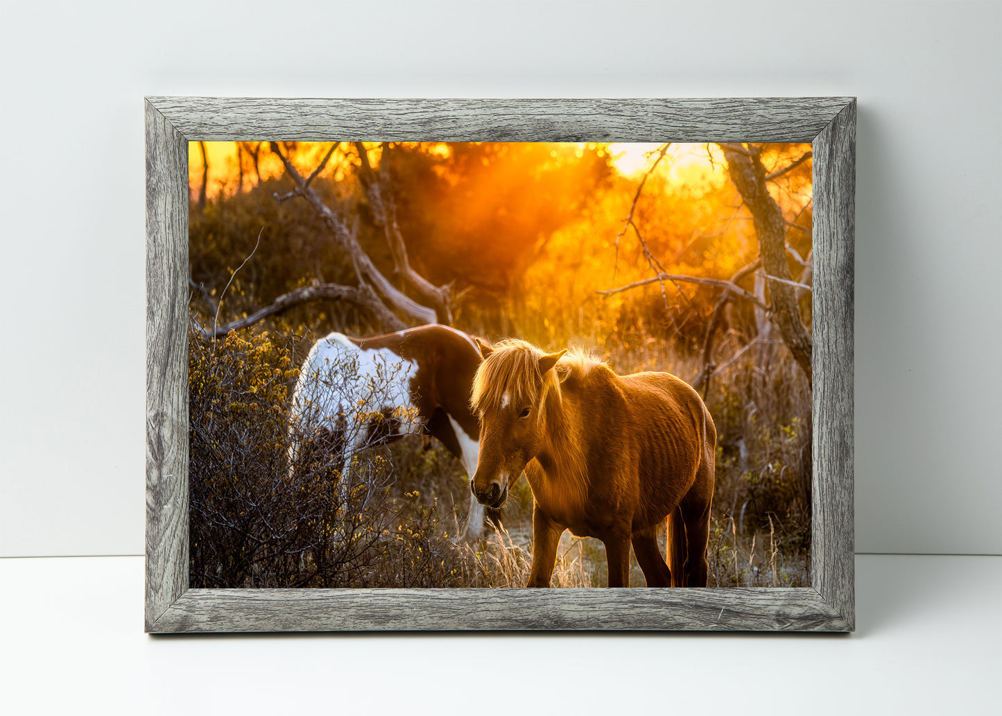 Caballos salvajes de la isla de Assateague