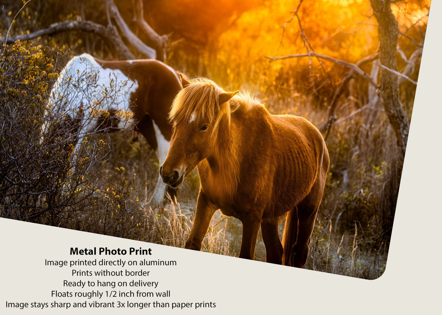 Caballos salvajes de la isla de Assateague