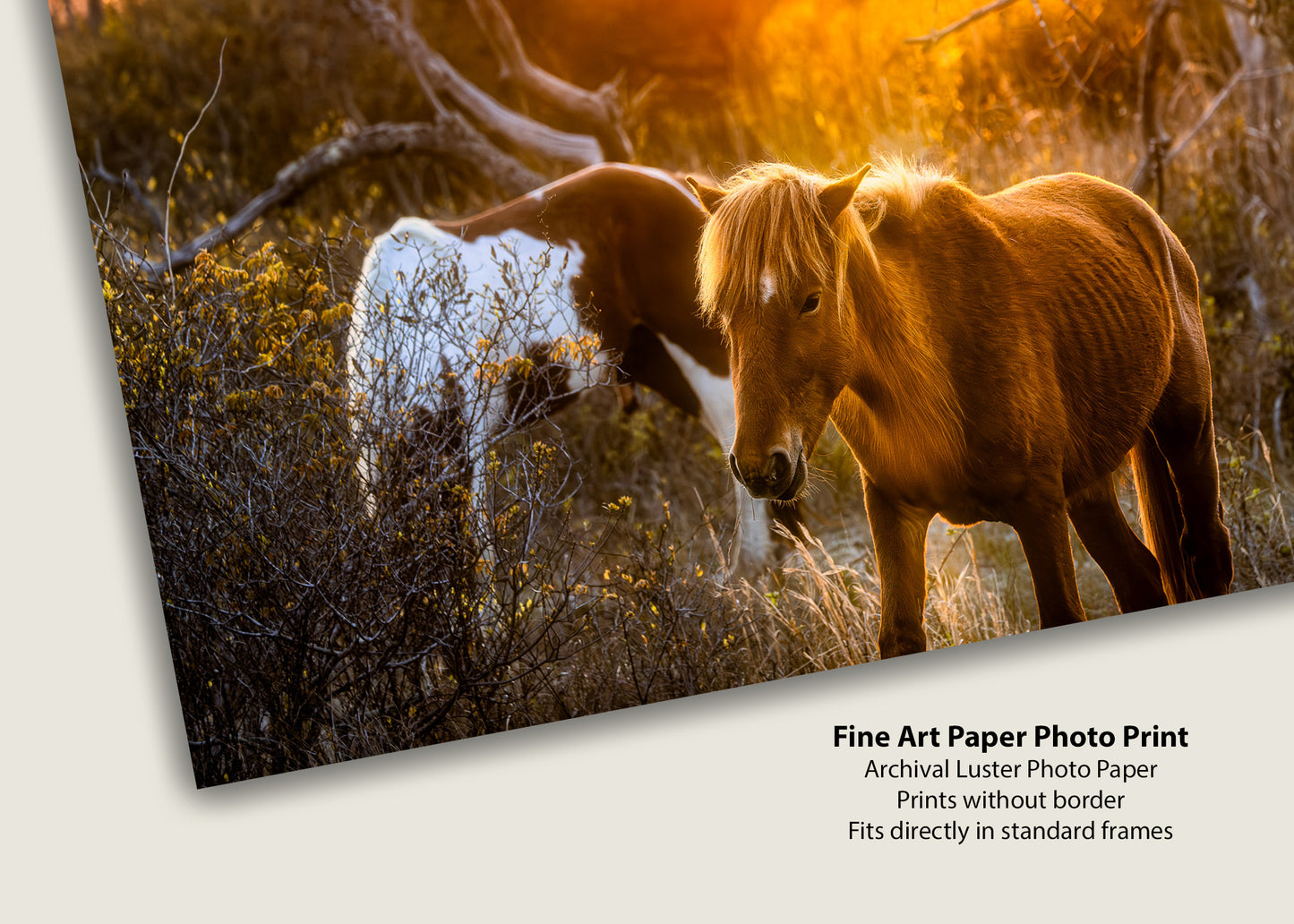Caballos salvajes de la isla de Assateague