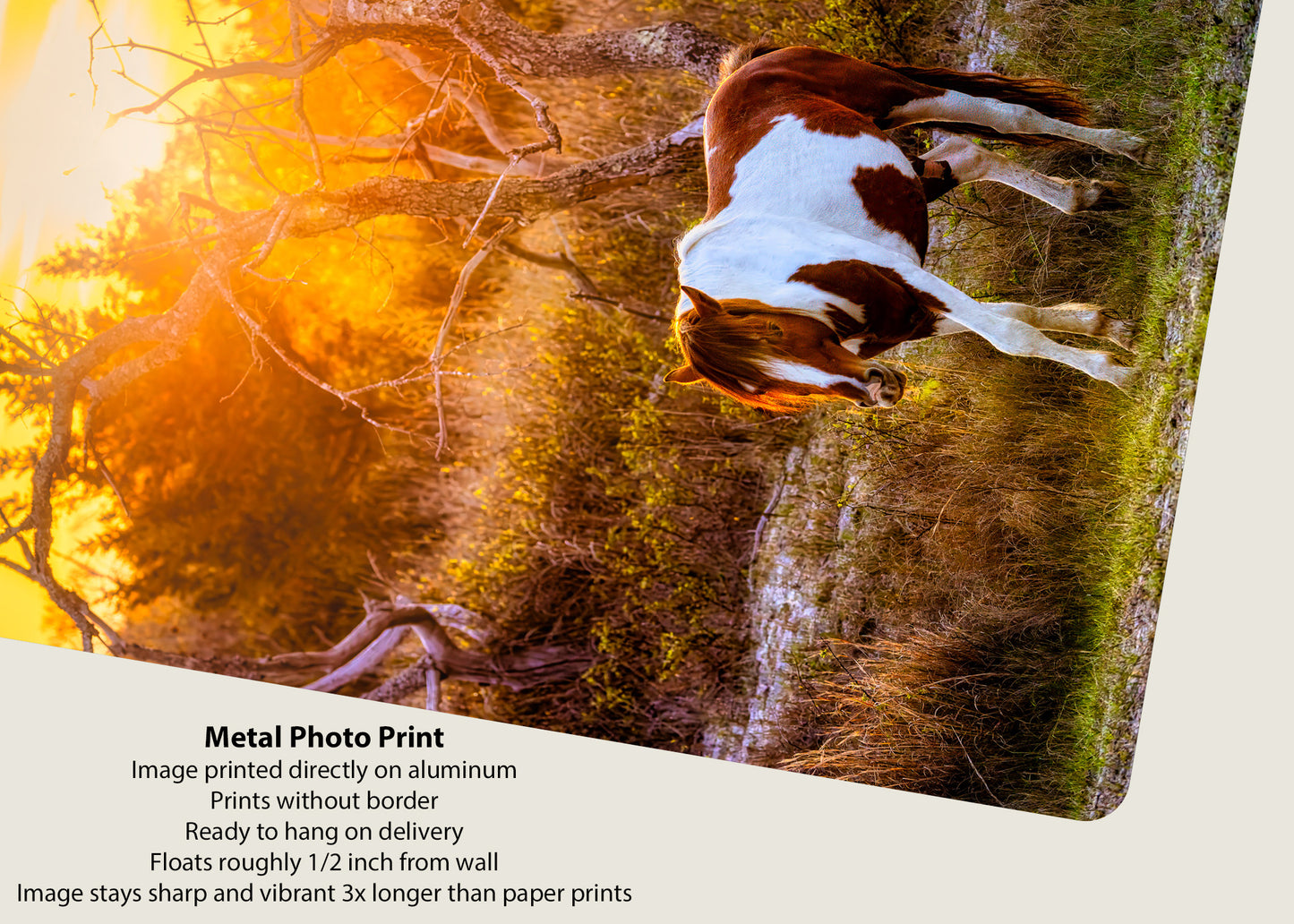 Salt, Sand, Sun and Hooves