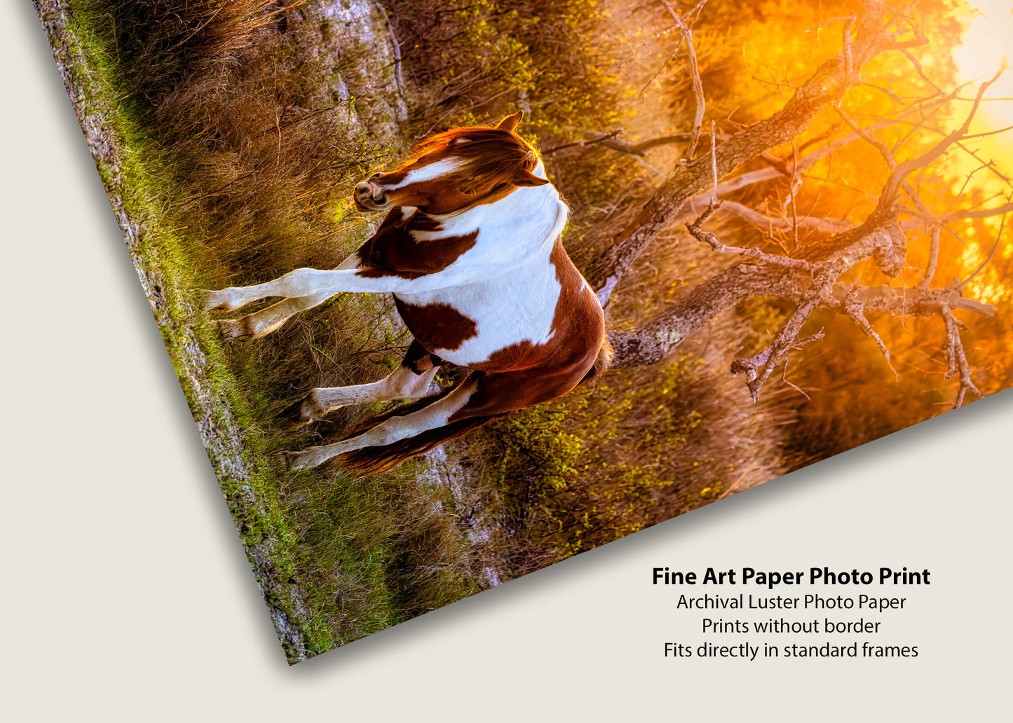 Salt, Sand, Sun and Hooves