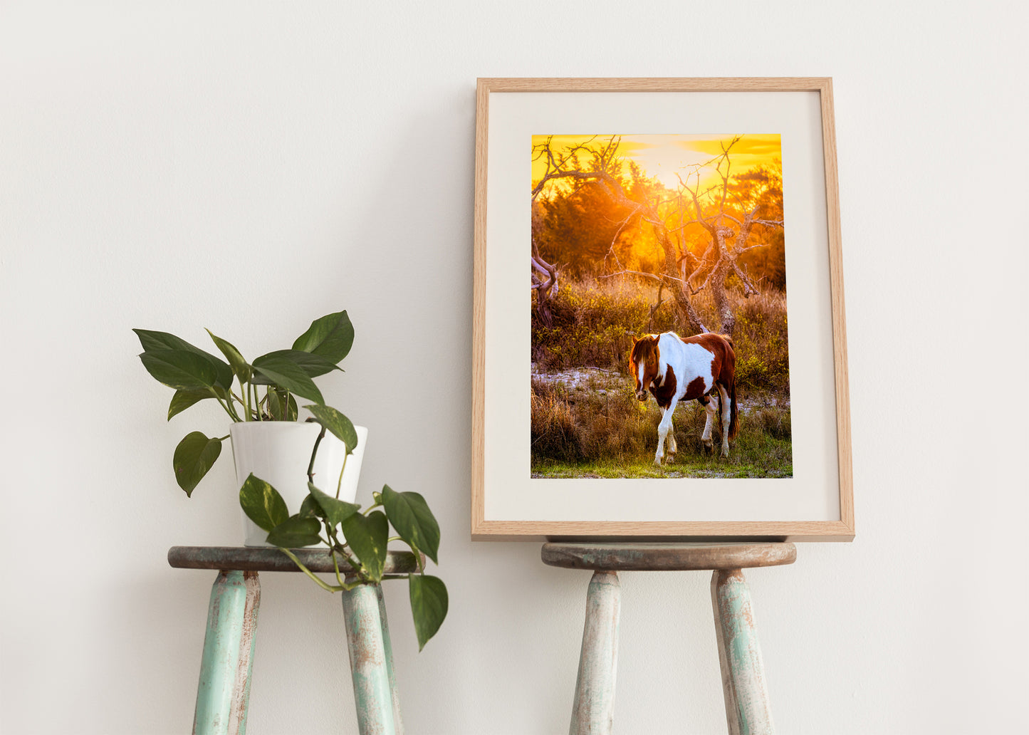 Salt, Sand, Sun and Hooves