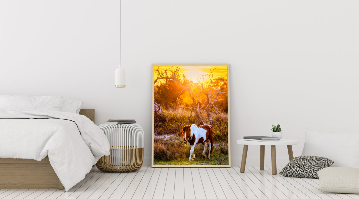 Salt, Sand, Sun and Hooves