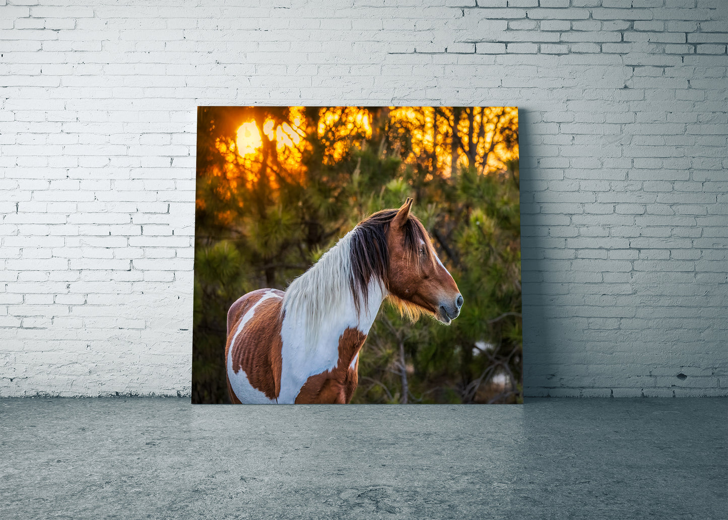 Salvaje al atardecer